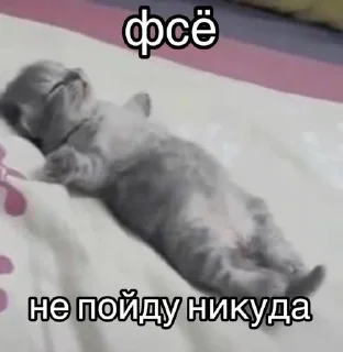 Sticker from котики 😻