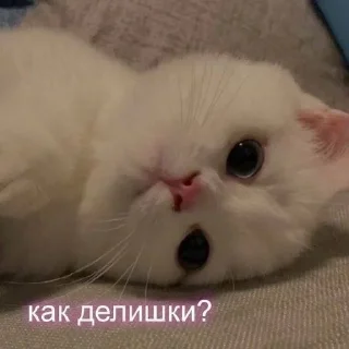 Sticker from котики 😻