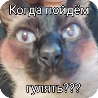 Sticker from Котэйки ( @Izuku_Midoriya15_07
