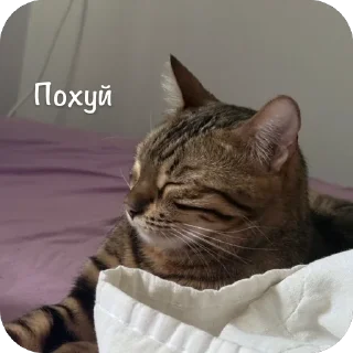 🫥 emoji Мояшкины Telegram sticker 11 of 62