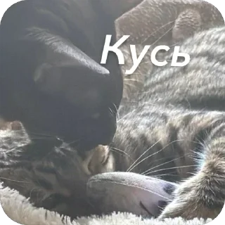 🫥 emoji Мояшкины Telegram sticker 8 of 62