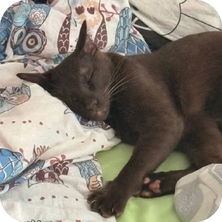 🫥 emoji Мояшкины Telegram sticker 10 of 62