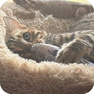 🫥 emoji Мояшкины Telegram sticker 12 of 62