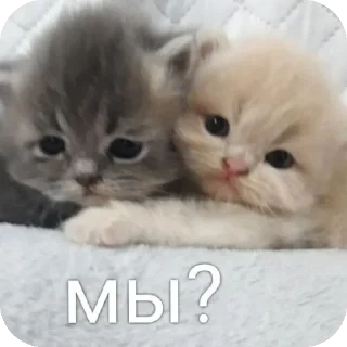 Sticker from мяув