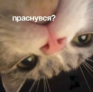 Sticker from река:: @LoonyStik