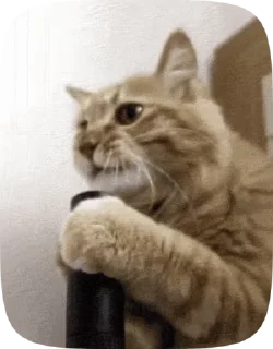 😺 emoji 😸Meme Telegram sticker 20 of 48