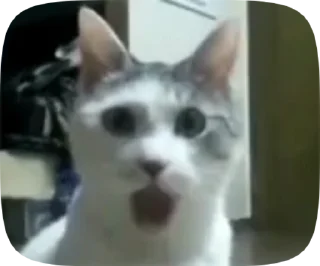 😺 emoji 😸Meme Telegram sticker 12 of 48