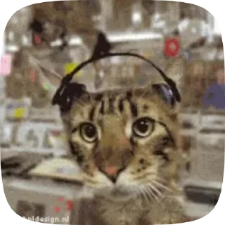 😺 emoji 😸Meme Telegram sticker 8 of 48