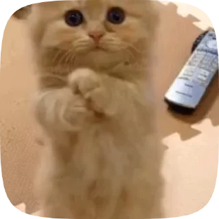 😺 emoji 😸Meme Telegram sticker 18 of 48