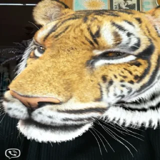 🐯 emoji моруся😊😊 Telegram sticker 9 of 21