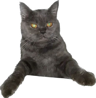 Sticker from Pussy rules