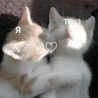 Sticker from Kitties<3
