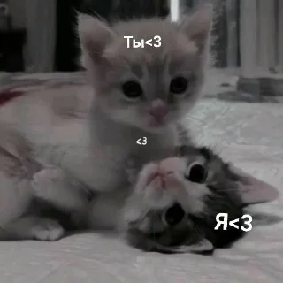 Sticker from Kitties<3