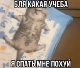 Sticker from котики бутербродики
