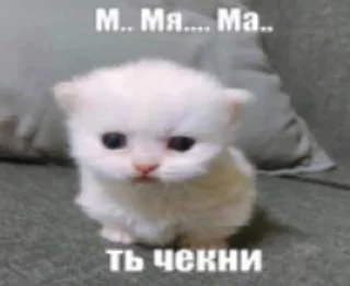 Sticker from котики бутербродики