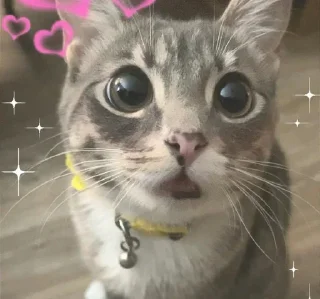 😻 emoji ❤️💛РИГБИ💛❤️ Telegram sticker 3 of 45