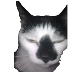 🫥 emoji бля братан так жить нельзя :: @kurtbraint Telegram sticker 9 of 78