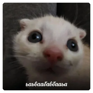 🫥 emoji бля братан так жить нельзя :: @kurtbraint Telegram sticker 24 of 78