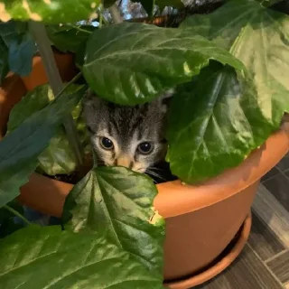 🌺 emoji дори трактор Telegram sticker 4 of 21