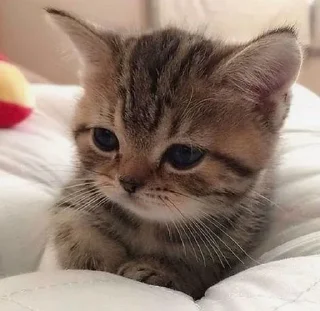 😞 emoji О да, это снова я Telegram sticker 14 of 50