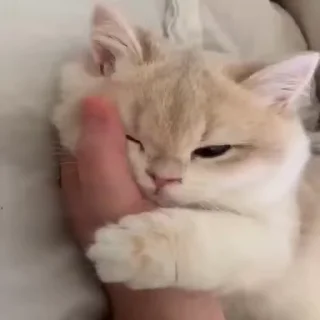 🐈 emoji О да, это снова я Telegram sticker 10 of 50