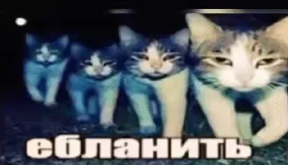 Sticker from Насрать мемы срочно вконтакте