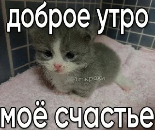 Sticker from котики