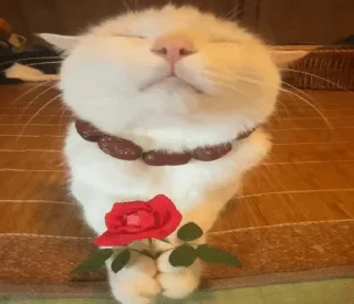 Sticker from котики