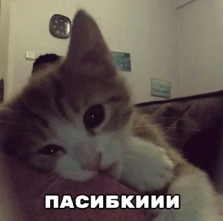 Sticker from котики