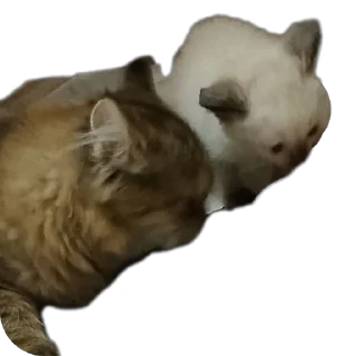 🐱 emoji Бусяр Telegram sticker 16 of 56