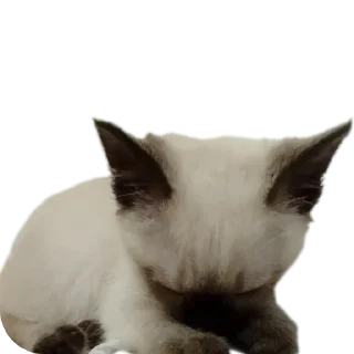 🐱 emoji Бусяр Telegram sticker 19 of 56