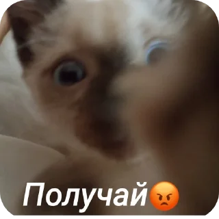 🐱 emoji Бусяр Telegram sticker 5 of 56