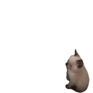 🐱 emoji Бусяр Telegram sticker 17 of 56