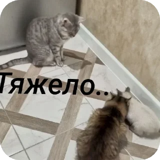 🐱 emoji Бусяр Telegram sticker 22 of 56