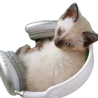 🐱 emoji Бусяр Telegram sticker 12 of 56