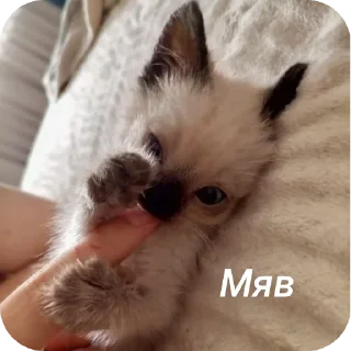 🐱 emoji Бусяр Telegram sticker 18 of 56