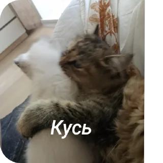 🐱 emoji Бусяр Telegram sticker 23 of 56