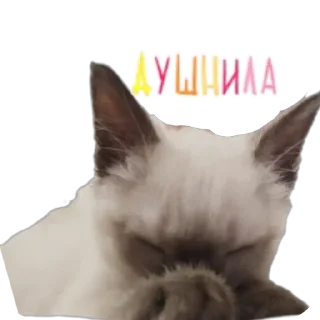 🐱 emoji Бусяр Telegram sticker 20 of 56