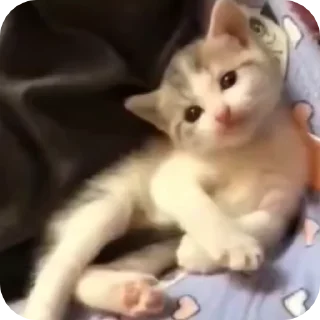 🫡 emoji Бусяр Telegram sticker 10 of 56