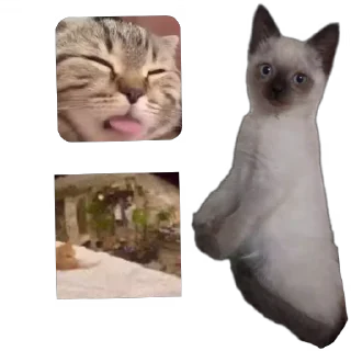 🐱 emoji Бусяр Telegram sticker 13 of 56