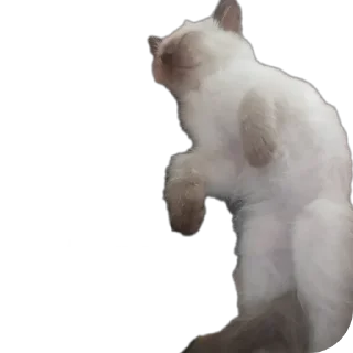 🐱 emoji Бусяр Telegram sticker 7 of 56