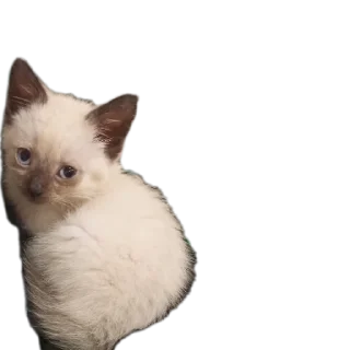 🐱 emoji Бусяр Telegram sticker 14 of 56