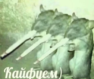 Sticker from крутые стикеры