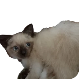 Sticker from Бусяр