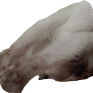 🤲 emoji Бусяр Telegram sticker 11 of 56