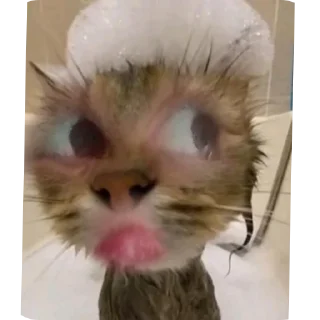 🐱 emoji Бусяр Telegram sticker 21 of 56