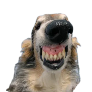 Sticker from Хорти
