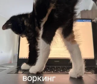 Sticker from тофийский дрифт (@crinzhovnik)