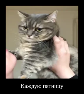 Sticker from Комарекэ👄