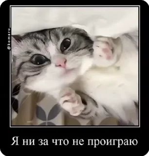 🌟 emoji Комару пак :: @romkichh Telegram sticker 5 of 28